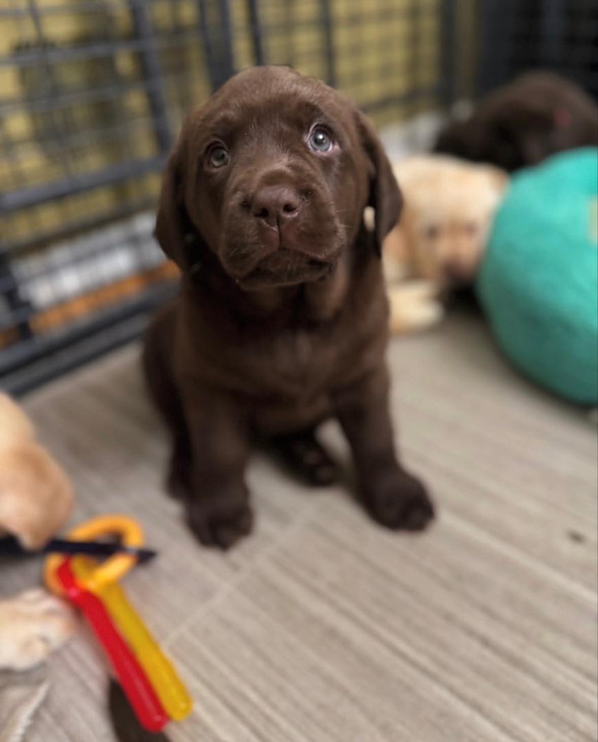 Milly Female