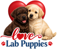 Love Lab Puppies | The Cutest Labrador Puppies